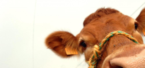 vache
