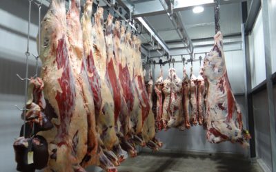 La viande in vitro : une solution sans animaux ni paysans
