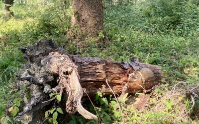 Gestion forestière et résilience aux incendies : ce que dit la science
