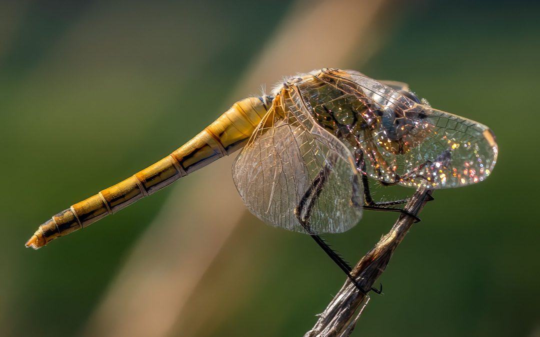 L’habitabilité de la Terre comme boussole juridique pour le XXIème siècle